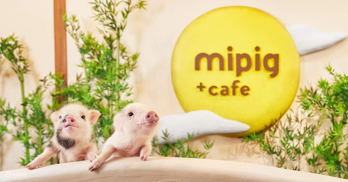 Micro Pig Cafe Experience in Osaka Klook